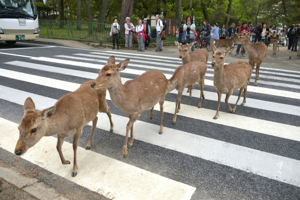 日本奈良，一群小鹿排队过马路