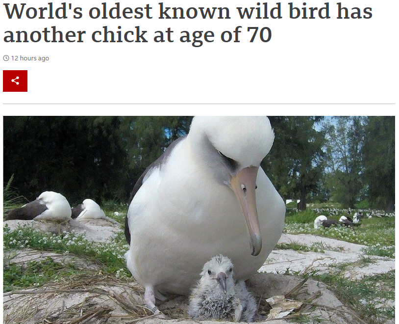 世界最长寿野生鸟再次做母亲 70岁又生下雏鸟