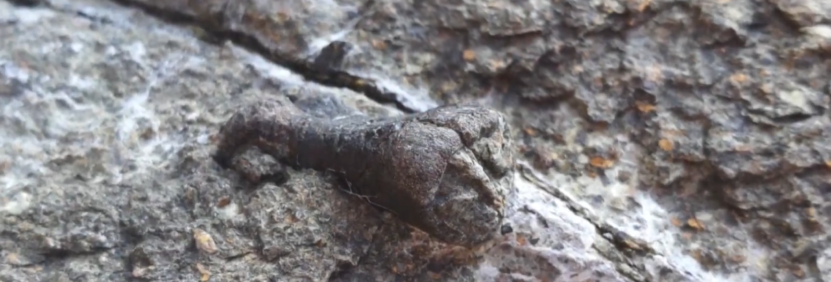 韩国宣布发现1.2亿年前恐龙化石：市民海边溜达捡到的