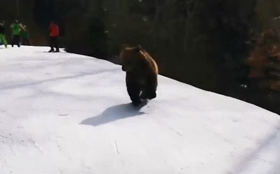 棕熊闯入罗马尼亚滑雪场 追逐雪道上游客