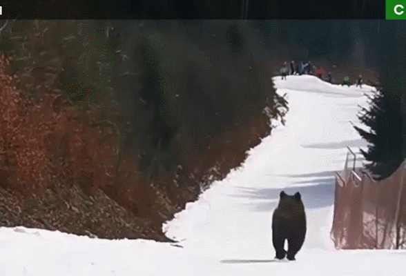 棕熊闯入罗马尼亚滑雪场 追逐雪道上游客