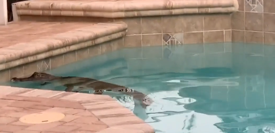 2米长鳄鱼闯入家中泳池：美国夫妇边喝咖啡 边看它游泳