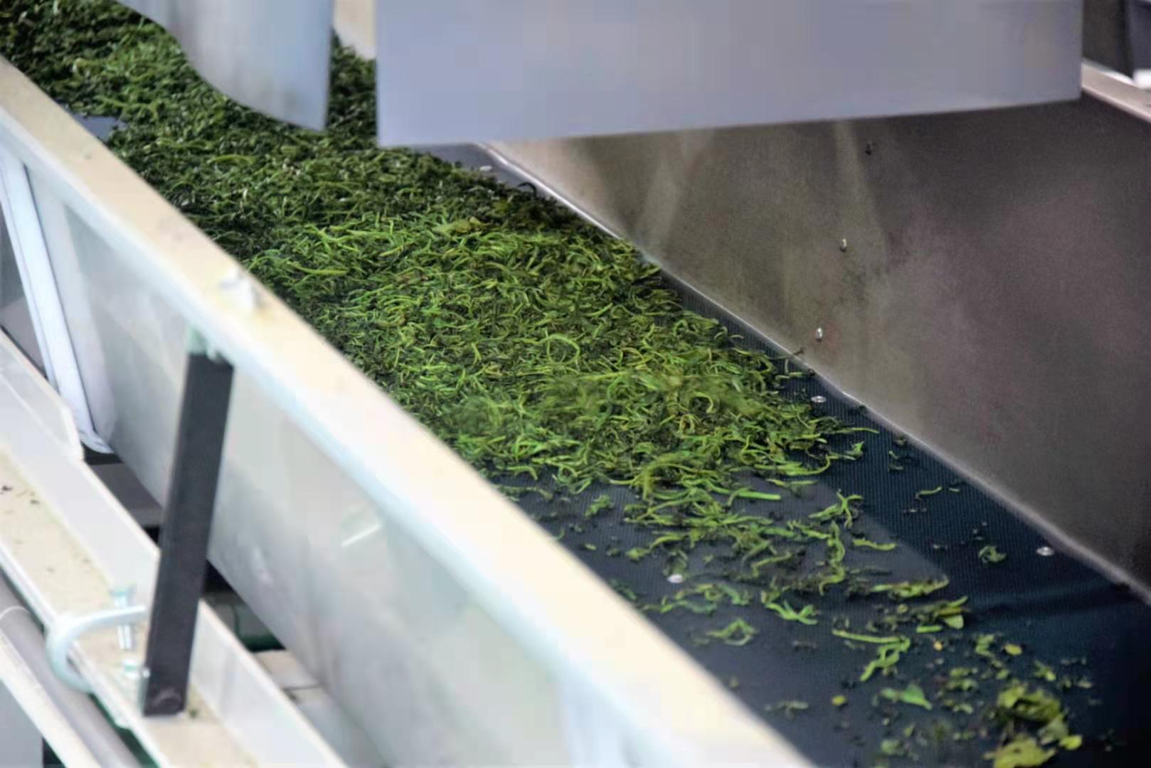 图为:萧氏茶业集团茶叶智能化洁净无人生产线