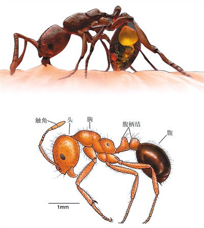 红火蚁身体结构和蛰咬人示意图。