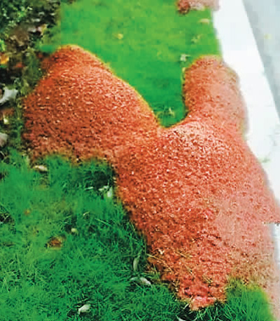 红火蚁巢穴形成的蚁丘。