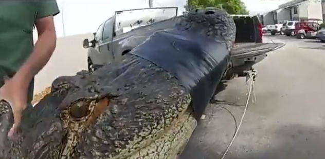美国一条3米长鳄鱼藏在汽车下 至少3人合力才抬上车带走