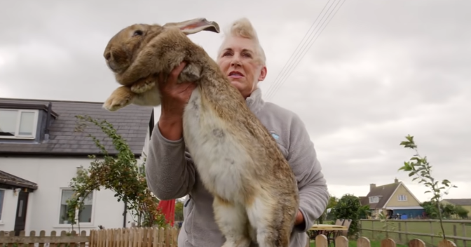 世界最大兔子家中被偷 主人急了：悬赏9000元 求找回！