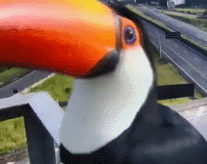 巴西两只巨嘴鸟试图吞下交通摄像头 搞笑一幕被拍下