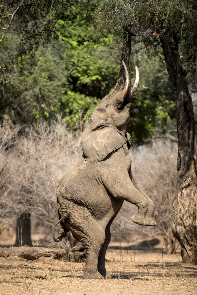 津巴布韦准备出售500头以上大象猎杀权 专家：小心被报复！