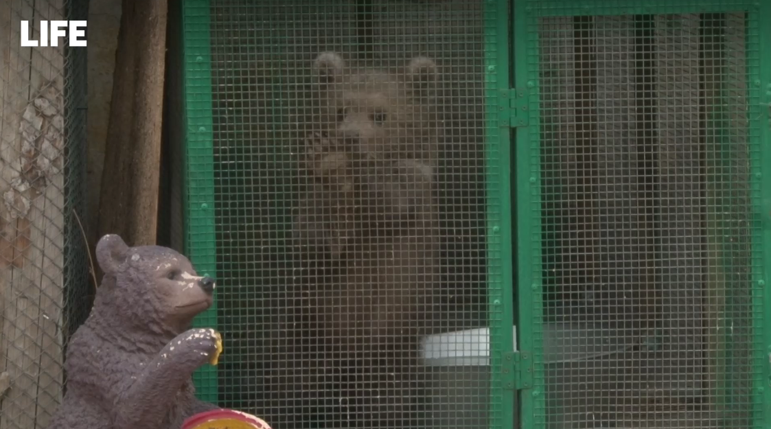 俄罗斯一家人郊外捡到“小狗崽” 收养后发现是只熊