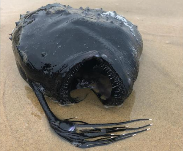 美国海滩出现“怪兽鱼”：状如足球 牙齿锋利(图)