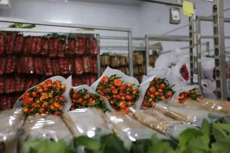 云南铁路单日鲜花运输量达107吨创历史新高