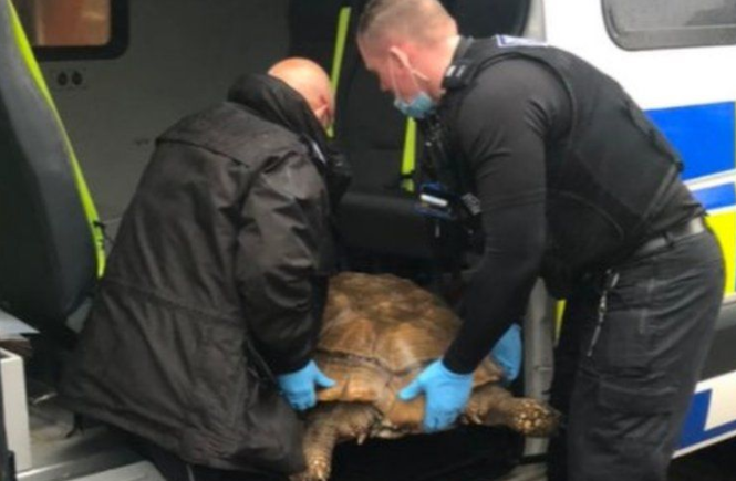 英国一巨大陆龟逃亡1.6公里后被抓 主人：怎么越过围栏是个谜