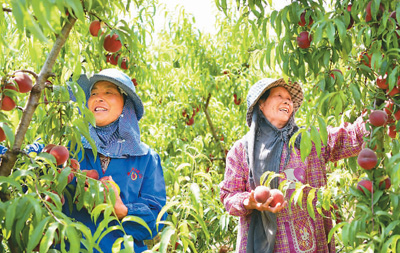 在安徽省阜阳市阜南县新村镇杨湾村合心家庭农场，村民们在采摘成熟的桃子准备上市。戴文学摄（人民视觉）