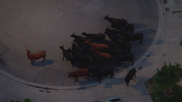 美国40头牛逃离屠宰场后横闯居民区 已致多人受伤