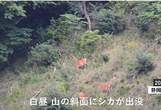日本静冈县伊豆地区的鹿群（视频截图）