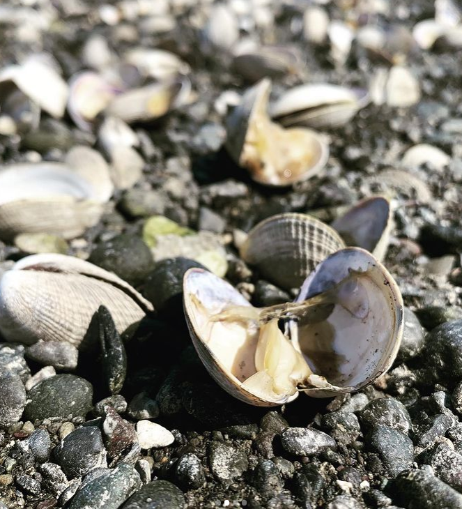 美国养殖场大量蛤蜊被热浪烤熟 海滩上密密麻麻全是打开的贝壳