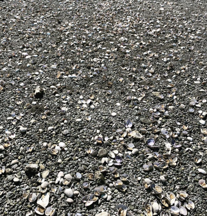 美国养殖场大量蛤蜊被热浪烤熟 海滩上密密麻麻全是打开的贝壳