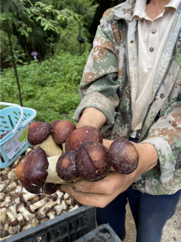 【在生态文明建设上出新绩】贵州六盘水:林下经济带火赤松茸种植 村民