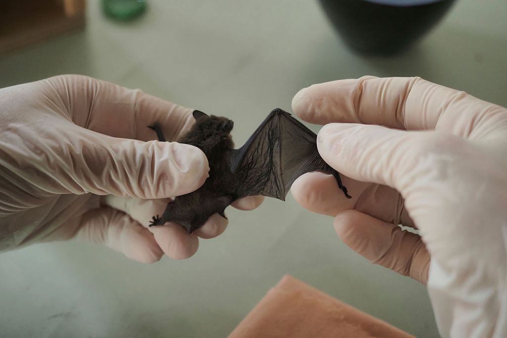 美国一动物园野生蝙蝠验出狂犬病毒 建议186名游客尽快接种疫苗