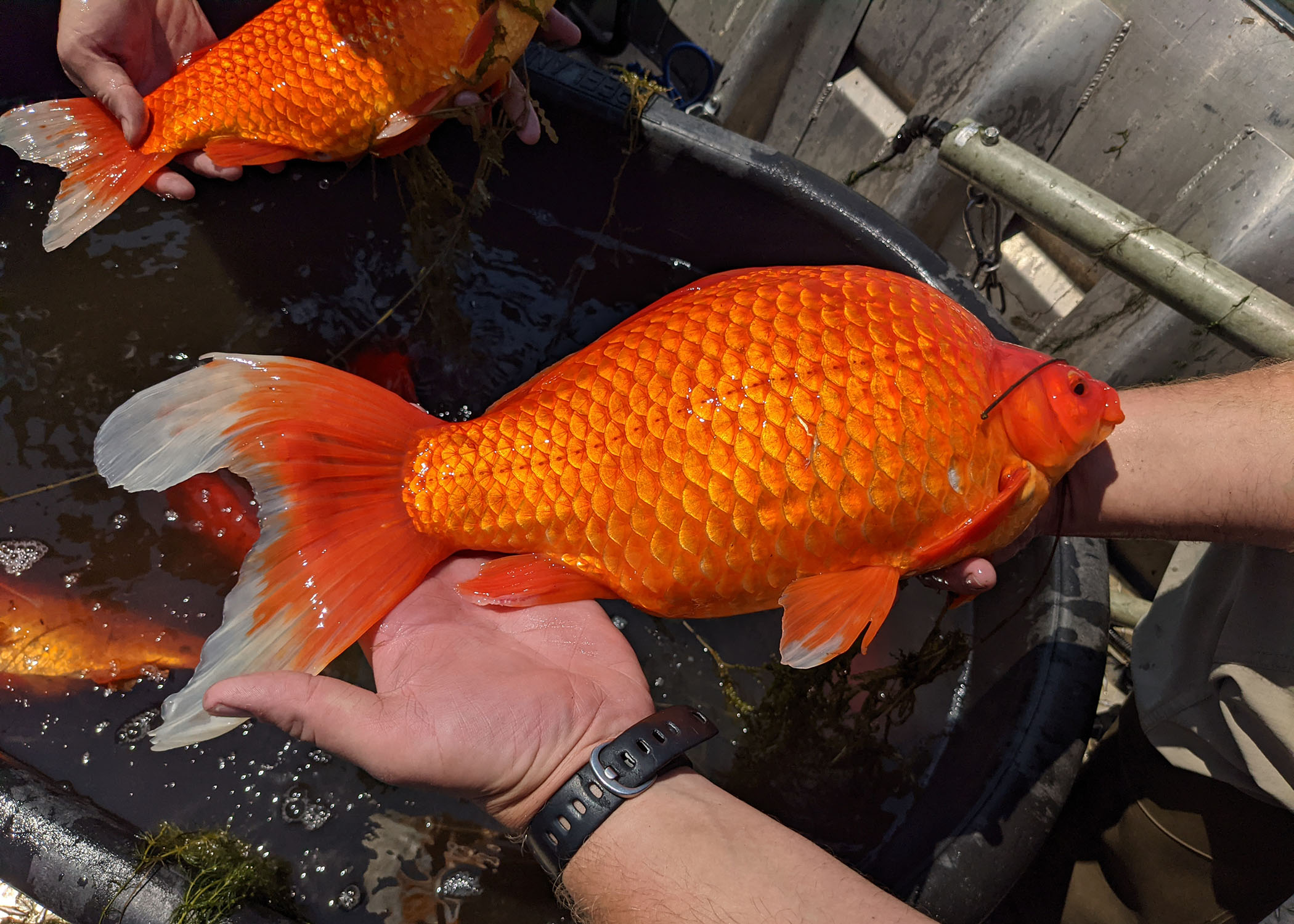 美国湖泊中发现的巨型金鱼