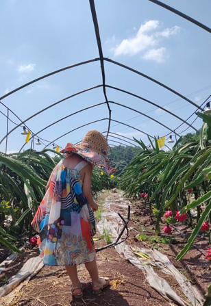 在宜宾市翠屏区李端镇新和村的廖仁强家庭农场,漫山遍野的火龙果被