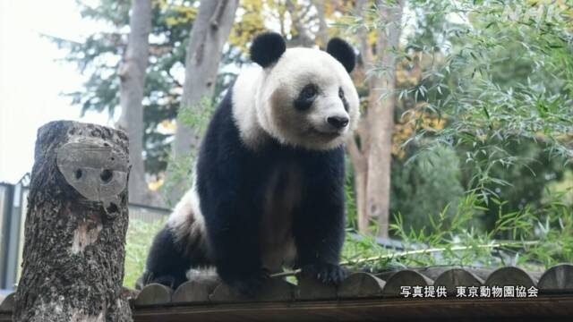 大熊猫“香香”（资料图）