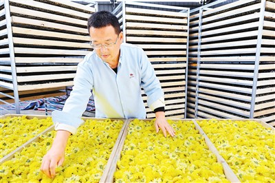 2021年11月30日，佘贻谋正在整理采摘好的皇菊，准备用于制作菊花茶。