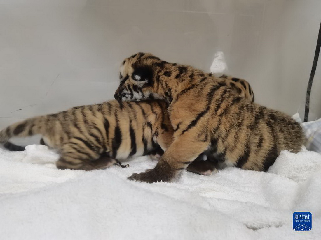 虎虎生威珍稀华南虎双胞胎跨年夜出生