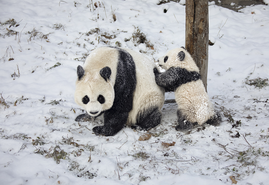四川汶川大熊猫雪中嬉戏打闹又糯又奶