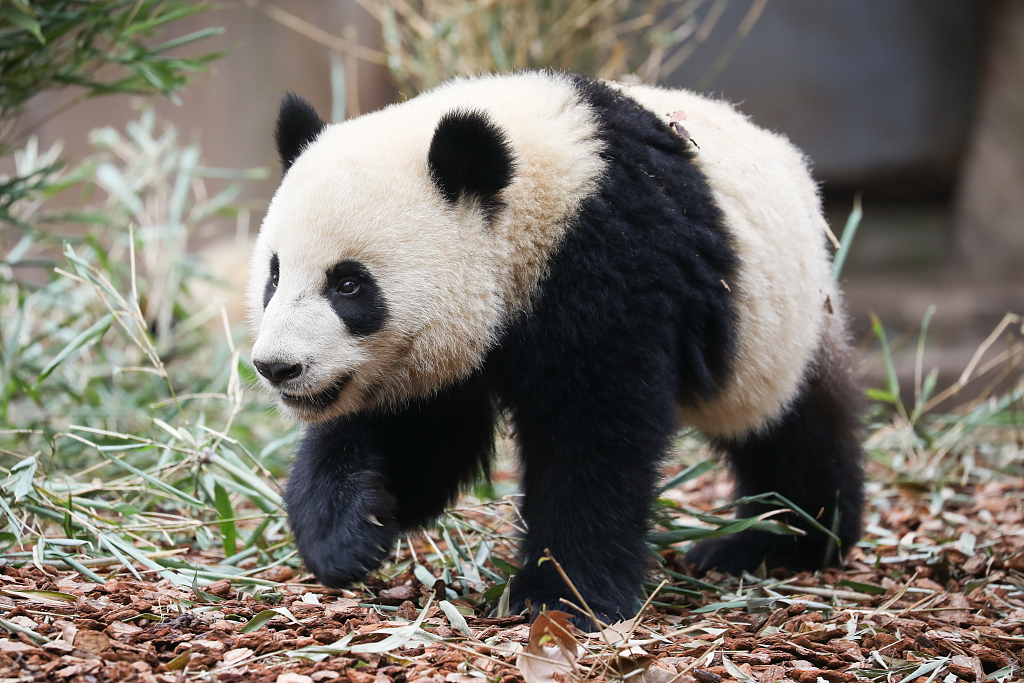 成都大熊猫提前进入春节宅家吃睡模式