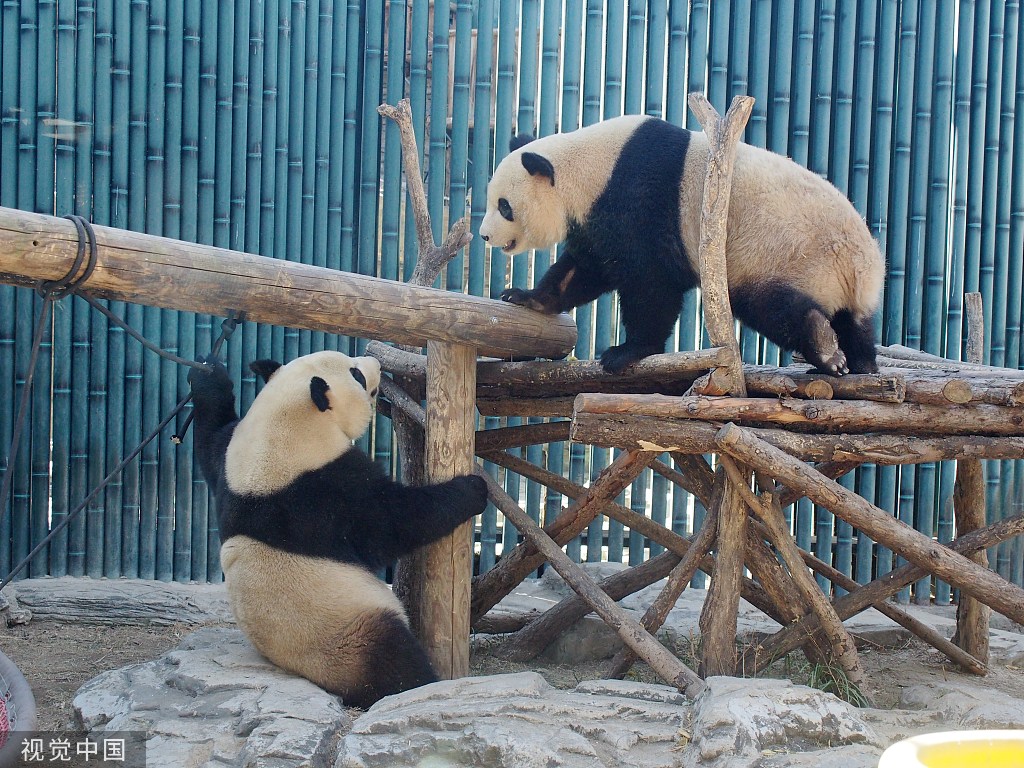 大熊貓雙胞胎嬉戲打鬧開啟功夫熊貓模式