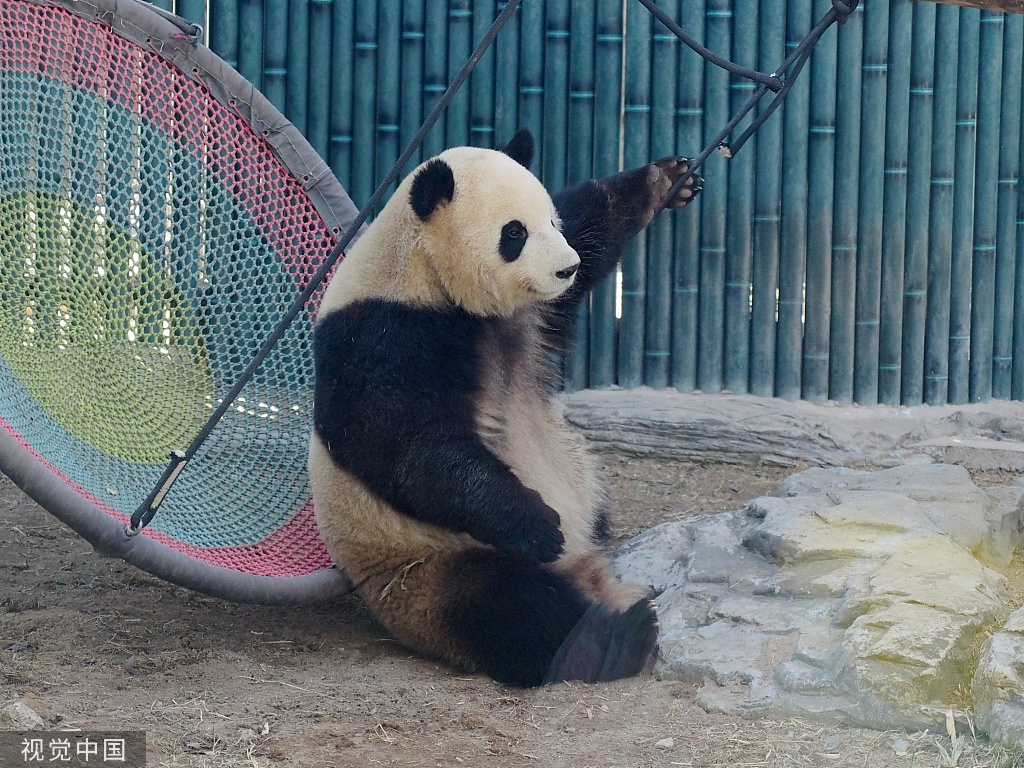大熊猫双胞胎嬉戏打闹开启功夫熊猫模式
