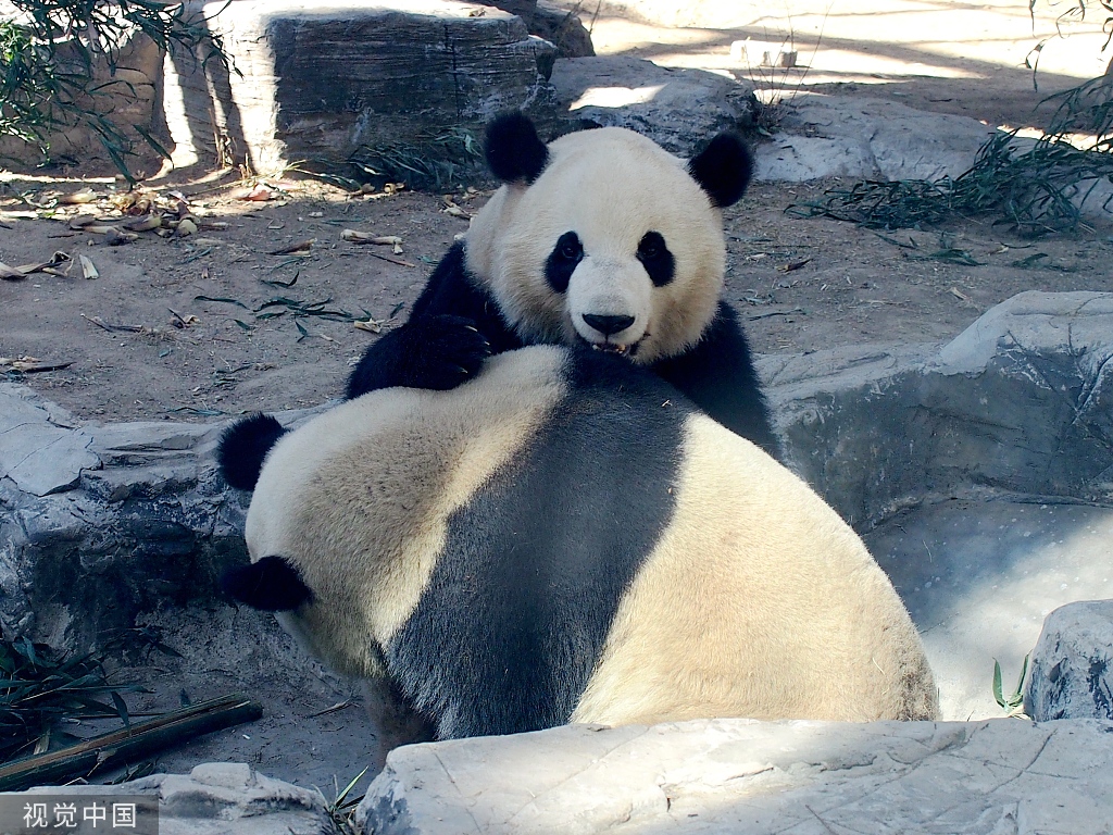 大熊猫双胞胎嬉戏打闹开启功夫熊猫模式