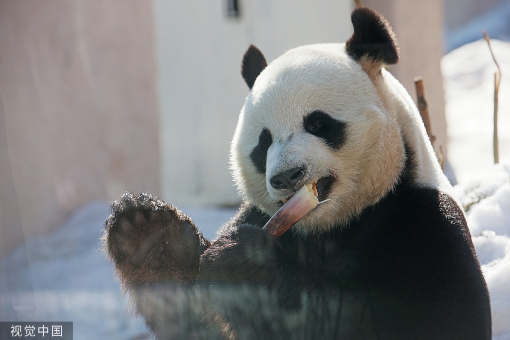 俄罗斯莫斯科大熊猫啃竹子打招呼两不误