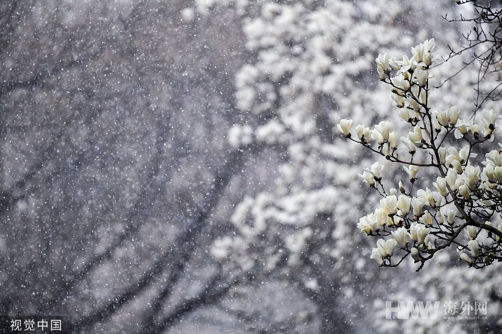 北京三月迎降雪春雪飘洒与春花相映成趣