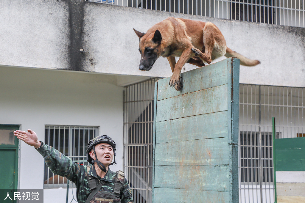 南寧武警官兵攜軍犬開展強化訓練提升實戰能力