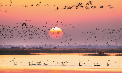 图为山东黄河三角洲国家级自然保护区，夕阳余晖下百鸟翱翔。赵英丽摄（人民图片）
