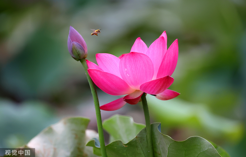 江苏连云港夏至时节荷花盛开