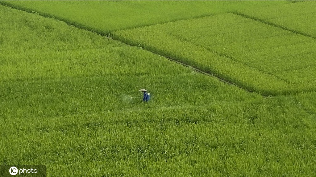 農忙時節廣西桂林田間地頭一片忙碌景象