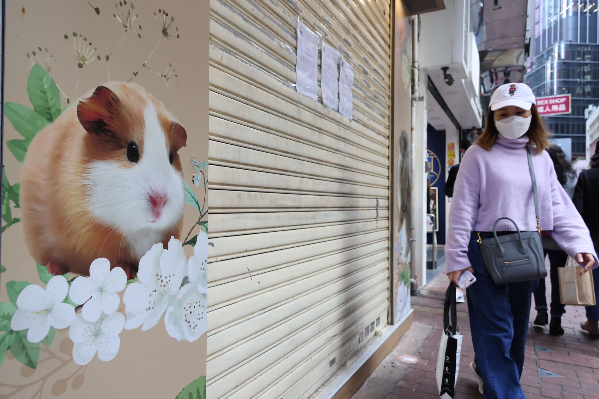 香港11只仓鼠被检出新冠阳性 来自市民家、宠物店和货仓