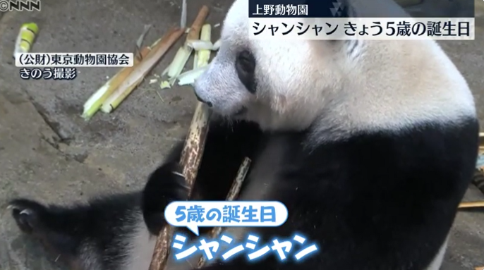 大熊猫“香香”迎来5周岁生日（日本电视台）