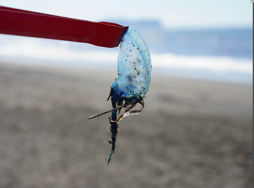 日本神奈川县沙滩上出现大量透明的“塑料片”（《赫芬顿邮报》日语版）