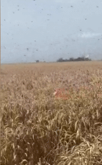 俄罗斯南部边疆区出现蝗灾（视频截图）