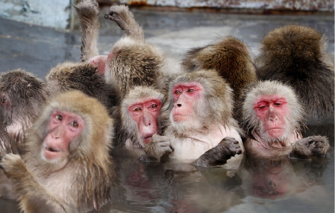 资料图：日本猕猴泡温泉