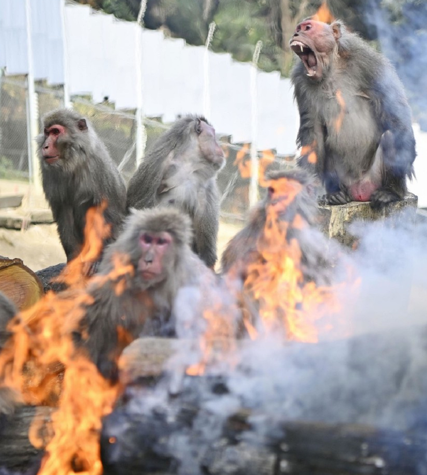 资料图：日本猕猴围着篝火取暖