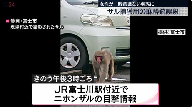 有野猴在日本街头出没（日本电视台）
