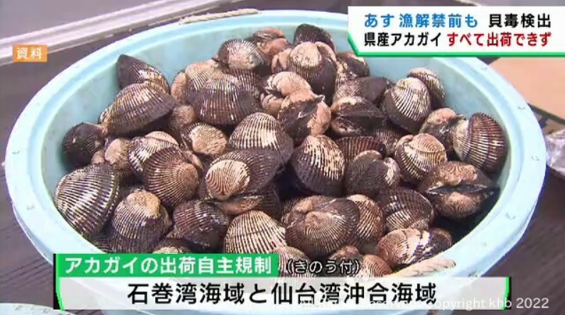 日本宫城县产的赤贝（“东日本放送”视频报道截图）