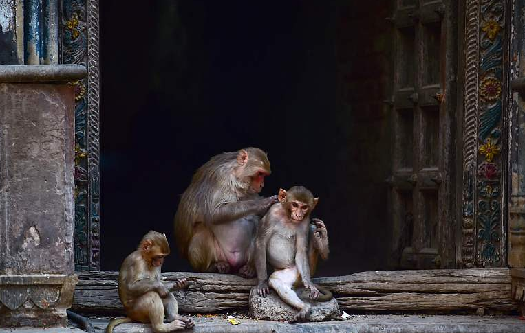 印度寺庙中的猴子（资料图）
