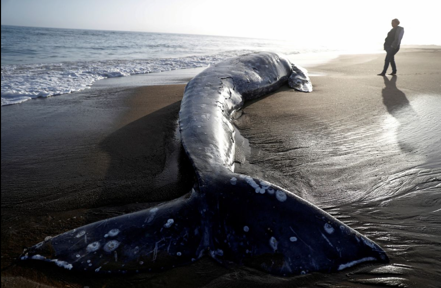 一头灰鲸在美国加利福尼亚州海岸搁浅死亡（路透社）